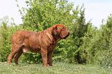 DOGUE DE BORDEAUX 103